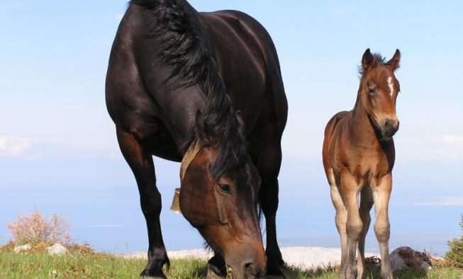 Le guide du Parc National Sjeverni Velebit img